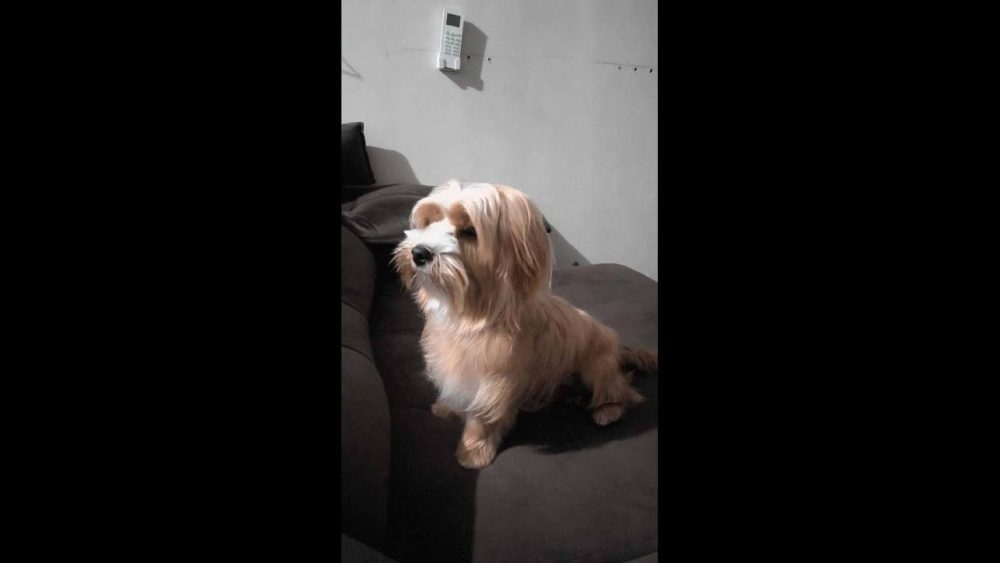 Imagem referente a Cachorro Tedy desapareceu no bairro Brasmadeira