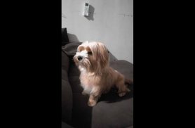 Cachorro Tedy desapareceu no bairro Brasmadeira Cachorro Tedy desapareceu no bairro Brasmadeira