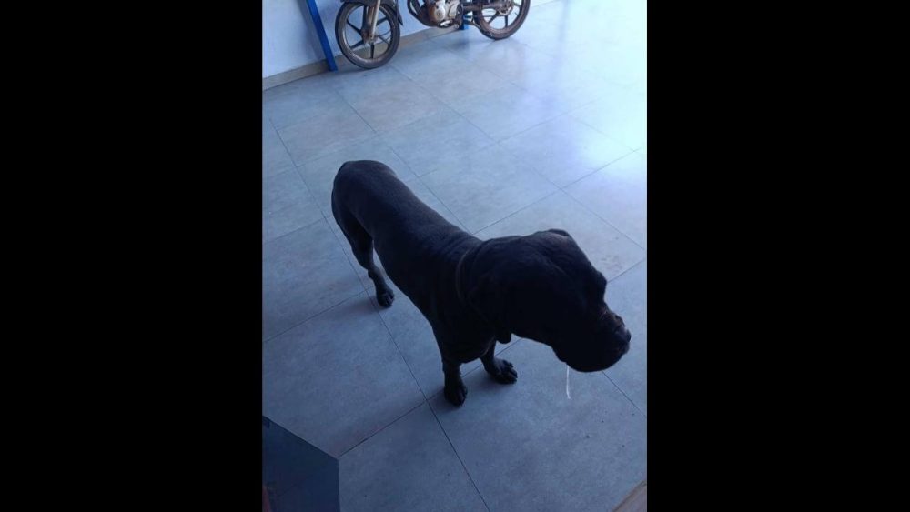 Imagem referente a Cachorro Boris desapareceu no bairro Cascavel Velho