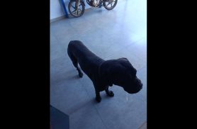 Cachorro Boris desapareceu no bairro Cascavel Velho