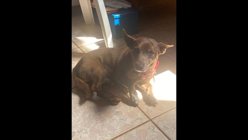 Imagem referente a Cachorro Nescau desapareceu no bairro Neva