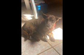 Cachorro Nescau desapareceu no bairro Neva