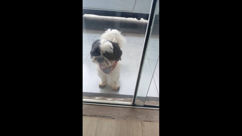 Imagem referente a Cachorro é encontrado no bairro Periolo