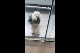 Cachorro é encontrado no bairro Periolo
