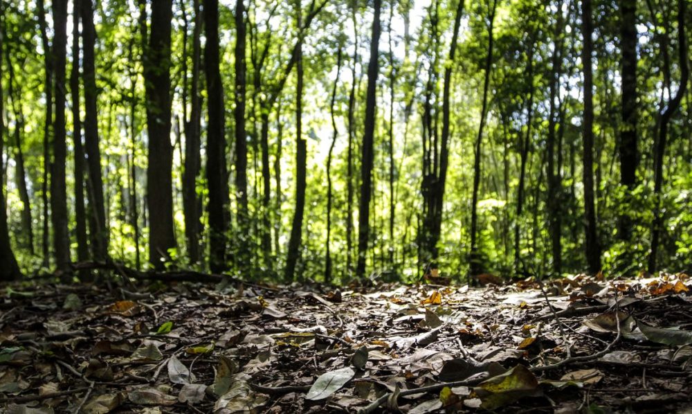 Imagem referente a Produção florestal no país alcança recorde de R$ 47,9 bilhões em 2025