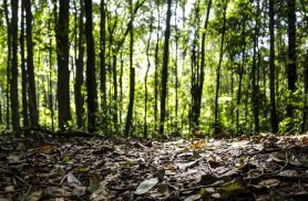 Produção florestal no país alcança recorde de R$ 47,9 bilhões em 2025