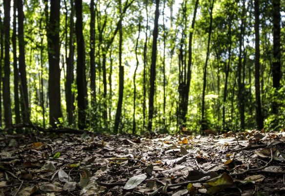 Produção florestal no país alcança recorde de R$ 47,9 bilhões em 2025