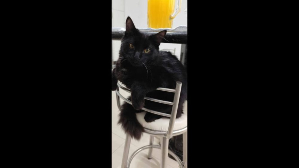 Imagem referente a Gato Noa desapareceu no bairro Alto Alegre