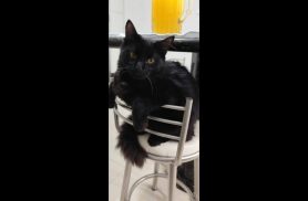 Gato Noa desapareceu no bairro Alto Alegre