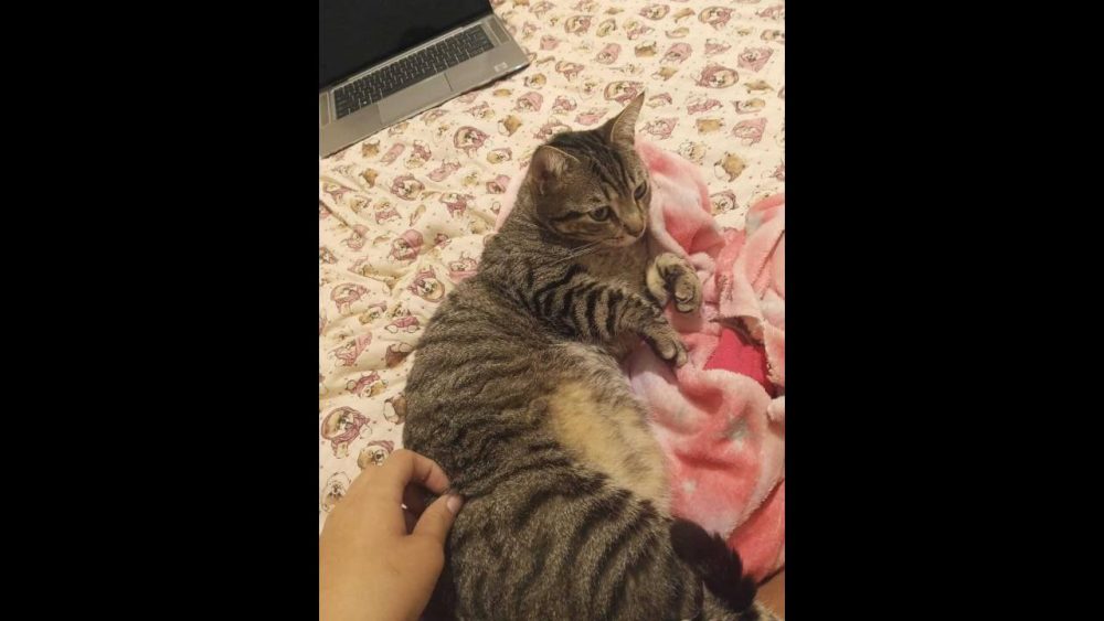 Imagem referente a Gata Wendy desapareceu no bairro Parque Verde