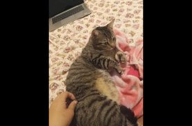 Gata Wendy desapareceu no bairro Parque Verde