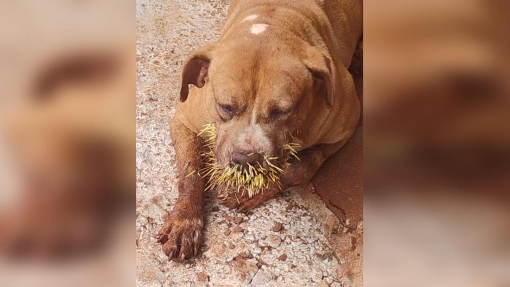 Imagem referente a Cachorro é encontrado debilitado após ataque de porco-espinho em Cascavel