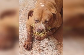 Cachorro é encontrado debilitado após ataque de porco-espinho em Cascavel