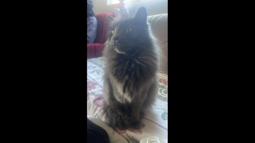 Imagem referente a Gato Fred desapareceu no bairro Floresta