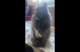 Gato Fred desapareceu no bairro Floresta
