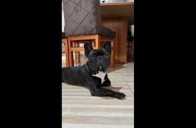 Cachorro Romeu desapareceu no bairro Santo Onofre