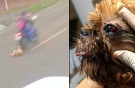 Cão atropelado e com sinais de maus-tratos expõe irresponsabilidades e pergunta: de quem é a culpa?