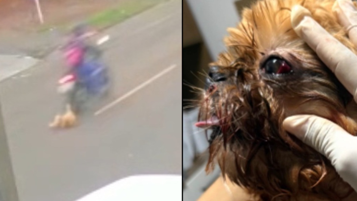 Cão atropelado e com sinais de maus-tratos expõe irresponsabilidades e pergunta: de quem é a culpa?