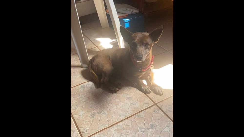 Imagem referente a Cachorro Nescau desapareceu no bairro Neva