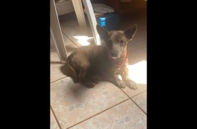 Cachorro Nescau desapareceu no bairro Neva