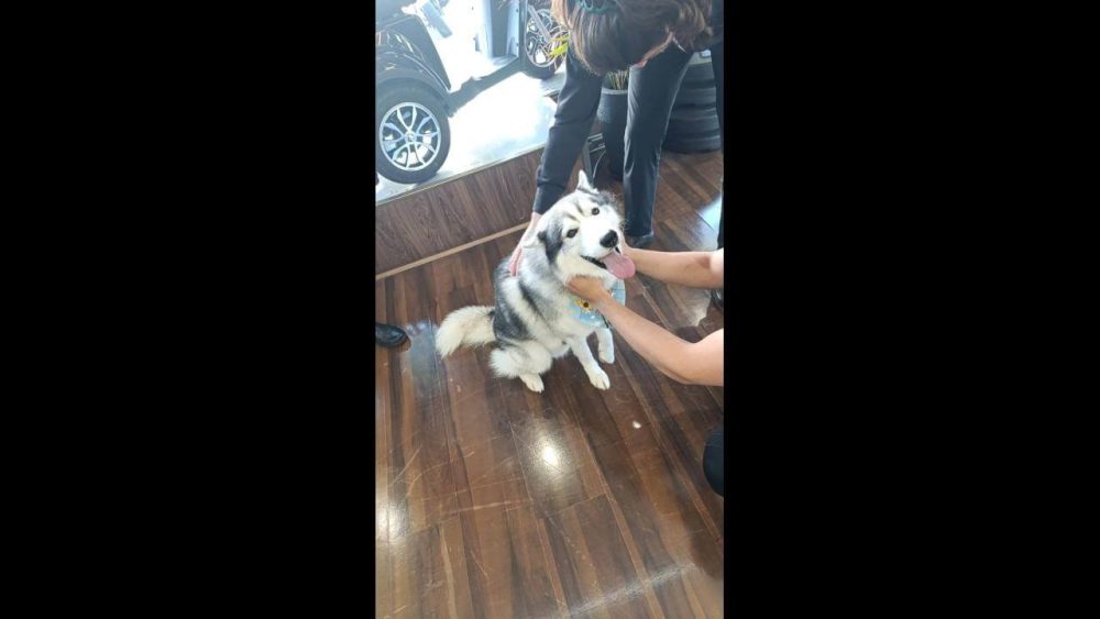 Imagem referente a Cachorro é encontrado no bairro Centro
