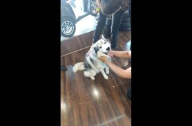 Cachorro é encontrado no bairro Centro