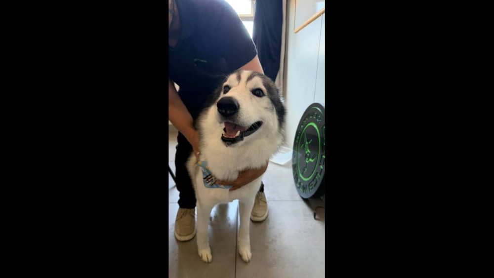 Imagem referente a Cachorro é encontrado no bairro Centro