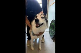 Cachorro é encontrado no bairro Centro