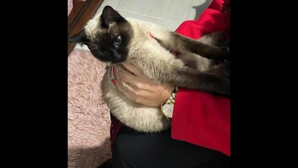 Imagem referente a Gato Nike desapareceu no bairro Centro