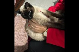 Gato Nike desapareceu no bairro Centro