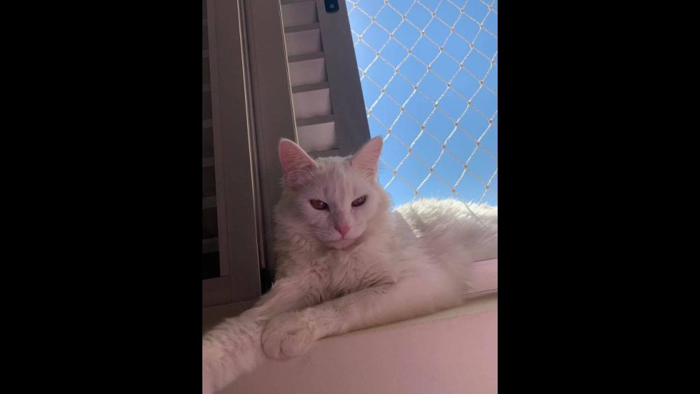 Imagem referente a Gato Derick desapareceu no bairro Belmonte