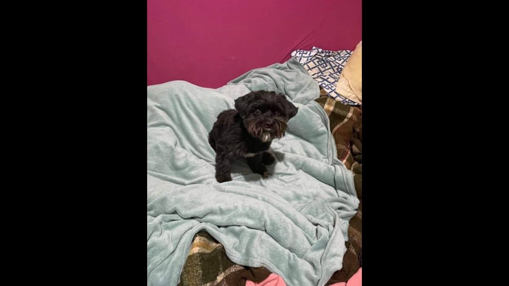 Imagem referente a Cachorro Rodolfo desapareceu no bairro Floresta