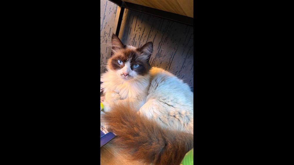 Gato é encontrado no bairro Cancelli Imagem referente a Gato é encontrado no bairro Cancelli