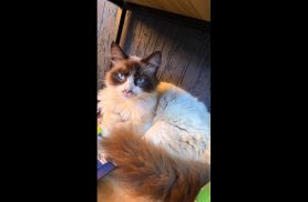 Gato é encontrado no bairro Cancelli Gato é encontrado no bairro Cancelli