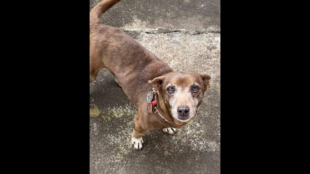 Imagem referente a Cachorro Nescau desapareceu no bairro Neva