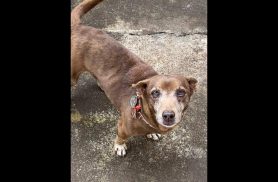Cachorro Nescau desapareceu no bairro Neva Cachorro Nescau desapareceu no bairro Neva