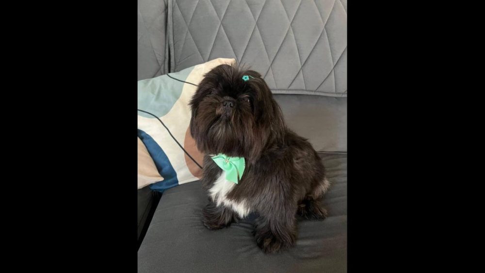 Imagem referente a Cachorra Pretinha desapareceu no bairro Recanto Tropical