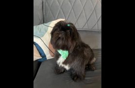 Cachorra Pretinha desapareceu no bairro Recanto Tropical Cachorra Pretinha desapareceu no bairro Recanto Tropical