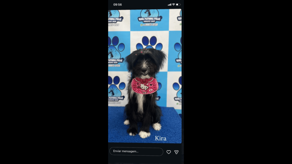 Cachorra Akira desapareceu no bairro Clarito Imagem referente a Cachorra Akira desapareceu no bairro Clarito