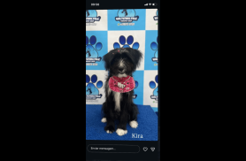 Cachorra Akira desapareceu no bairro Clarito Cachorra Akira desapareceu no bairro Clarito