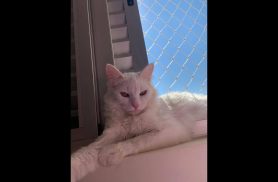Gato Derick desapareceu no bairro Belmonte Gato Derick desapareceu no bairro Belmonte