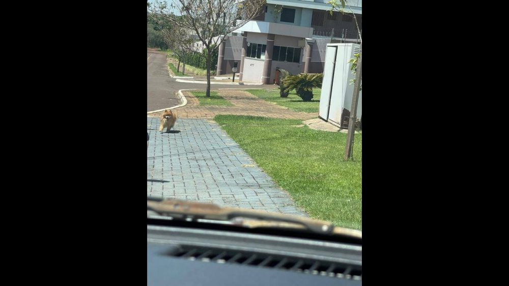 Cachorro é encontrado no bairro Maria Luiza Imagem referente a Cachorro é encontrado no bairro Maria Luiza