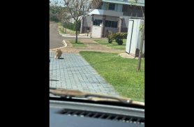 Cachorro é encontrado no bairro Maria Luiza Cachorro é encontrado no bairro Maria Luiza