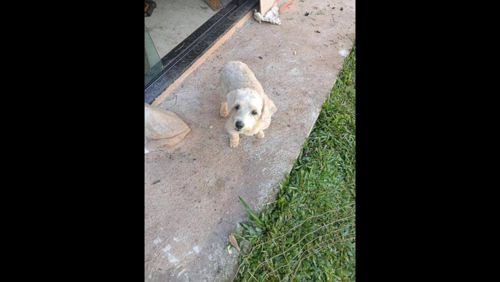 Imagem referente a Cachorro é encontrado no bairro Região do Lago