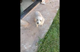 Cachorro é encontrado no bairro Região do Lago Cachorro é encontrado no bairro Região do Lago