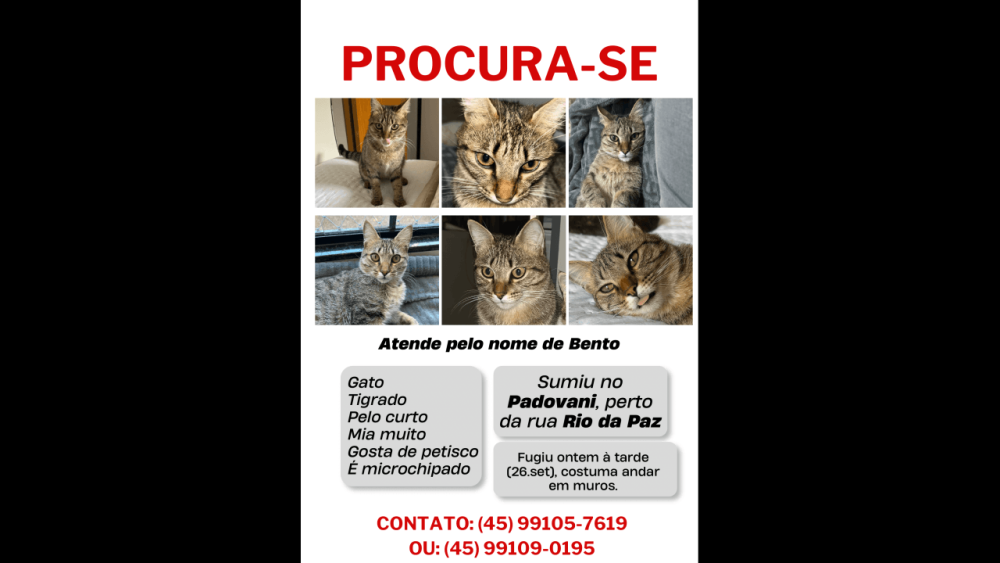 Gato Bento desapareceu no bairro Santa Felicidade Imagem referente a Gato Bento desapareceu no bairro Santa Felicidade