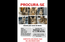 Gato Bento desapareceu no bairro Santa Felicidade