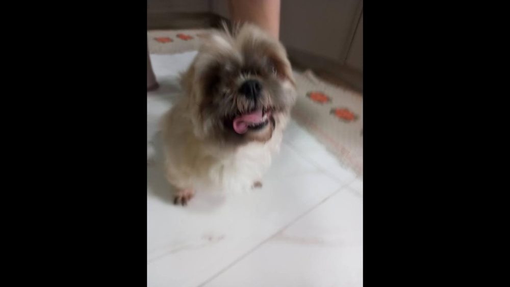 Imagem referente a Cachorra é encontrada no bairro Floresta