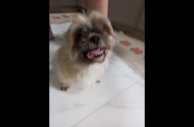 Cachorra é encontrada no bairro Floresta