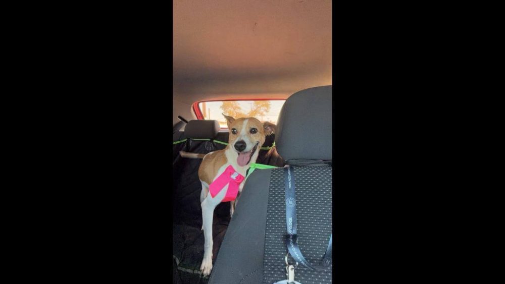 Imagem referente a Cachorra Cachorrinha caramelo e branca desapareceu no bairro Ciro Nardi